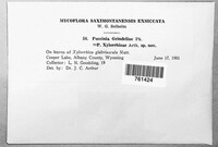 Puccinia grindeliae image